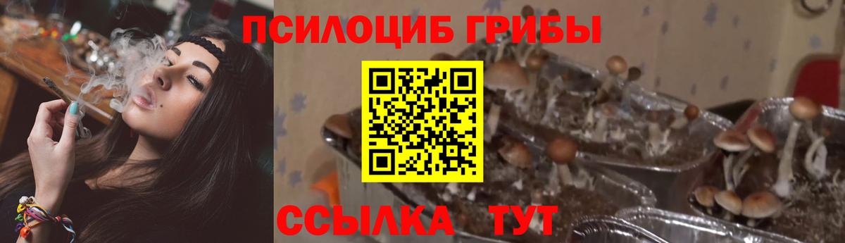 наркошоп  Псилоцибиновые грибы GOLDEN TEACHER  Вход с VPN  Свободный 
